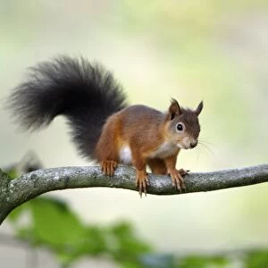 Red Squirrel- alert on branch, Northumberland, England