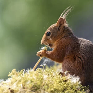 red squirrel eating a dandelion stem with seeds