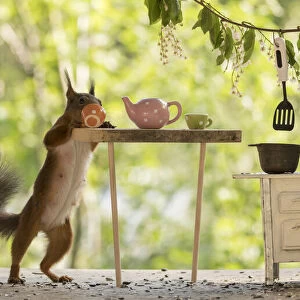 Red Squirrel female and young in a kitchen