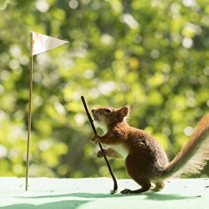 red squirrel holding a Golf club