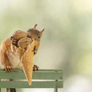 Red squirrel is holding a icecream