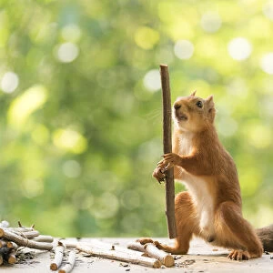 Red Squirrel holding a wooden stick