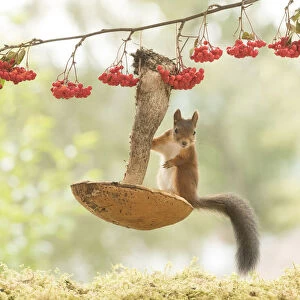 Red Squirrel on a mushroom used as a swing