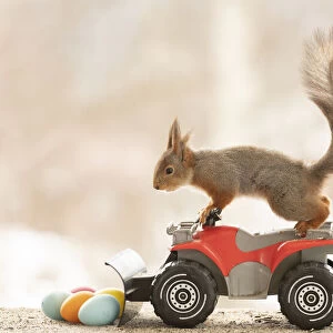 Red Squirrel with Quadbike and eggs