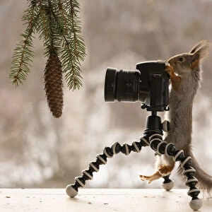 Red squirrel is standing behind a camera