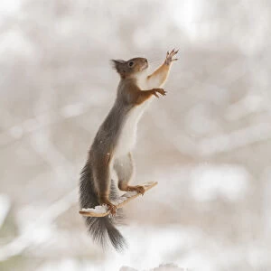 Red squirrel standing on skis in the air reaching