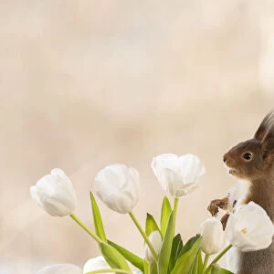 red squirrel standing with white tulips and pinecone
