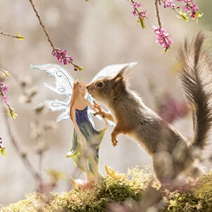 Red Squirrel touching a fairy