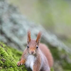 Red Squirrel - UK