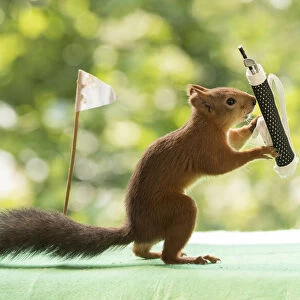 red squirrels are holding a Golf bag with clubs