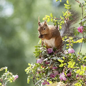 Red Squirrels standing between rose flower branches