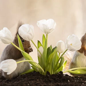 red squirrels standing with white tulips