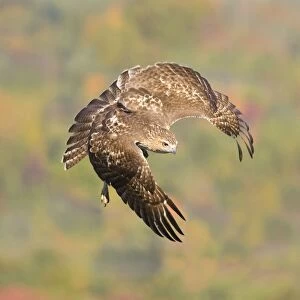 Red-tailed Hawk, Buteo jamaicensis. Immature bird in fall migration. October in CT