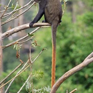 Red-tailed Monkey / Schmidt's Guenon / Schmidt's spot-nosed Guenon / Redtail Monkey / Black-cheeked White-nosed Monkey / Red tailed Guenon