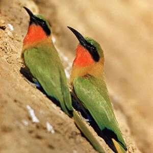 Bee Eaters Glass Place Mat Collection: Red Throated Bee Eater