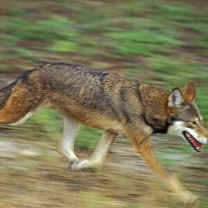 Red Wolf Endangered species. Southeastern USA. MW1944