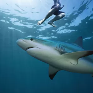 Reef shark swimming under bather at the surface. Increasingly, people and sharks come into contact as humans spend their leisure time in the seas and oceans
