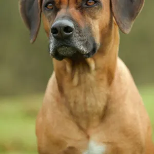 Rhodesian Ridgeback