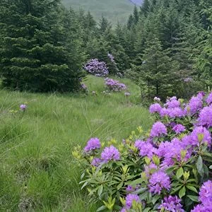 Rhododendron lilac coloured shrubs on forest clearing Glen Etive, Glencoe area, Highlands, Scotland, UK