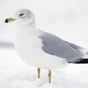 Ring-billed Gull - adult standing in snow - New York - USA