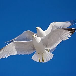 Ring-billed Gulls - 2 adults soaring - Most commonly seen gull - especially inland New York - USA