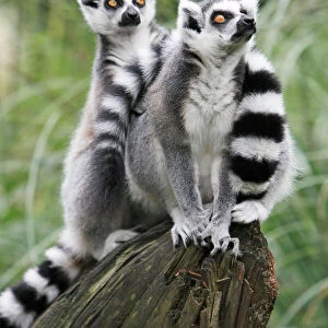 Ring-tailed Lemur - 2 animals watching aeroplane, distribution - Madagascar