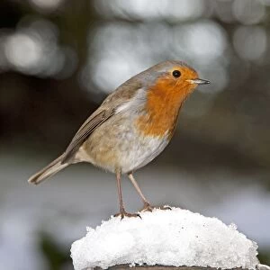 Robin- close up on snow covered spade handle UK