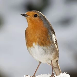 Robin - close up in snow UK