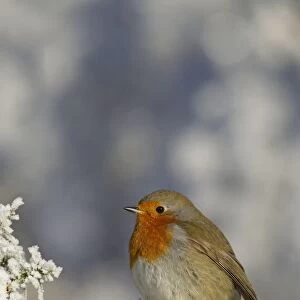 Robin - perched on a hoar frost Gorse bush on a beautiful winters morning - December - Cannock Chase - Staffordshire - England