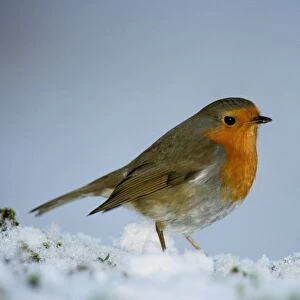 Robin - On snow