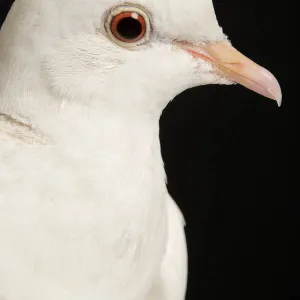 White Headed Pigeon