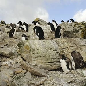 Rock hopper Penguins, Falkland Islands