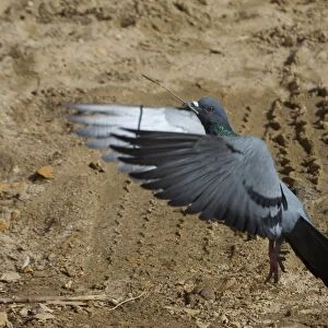 Rock Pigeon - In flight, with stick. Flying to nest. Photographed in Jaisalmer, Rajasthan, India, Asia