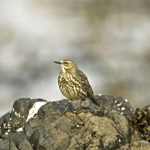 Rock Pipit - Standing on Rock - Mull - Scotland