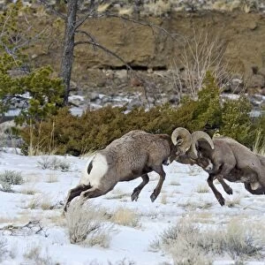 Rocky Mountain Bighorn Sheep - rams fighting / head butting during fall rut - in Autumn snow - Rocky Mountains - Wyoming - USA _E7C2657