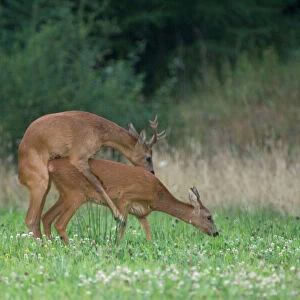 Roe deer male and female mating