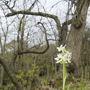 Roman orchid - Dactylorhiza romana in a forest of chestnut trees - Italy