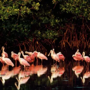 Roseate Spoonbill Print (Ajaia ajaja)