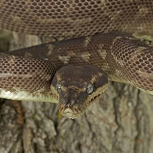 Rough-scaled Python - defensive posture - Australia - controlled conditions - One of the rarest snakes in the world - found in rainforest in Northwest Kimberley region of Western Australia - known only from around 10 specimens from the wild
