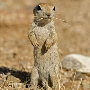 Sciuridae Collection: Mexican Ground Squirrel
