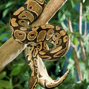Snakes Acrylic Blox Collection: Ball Python