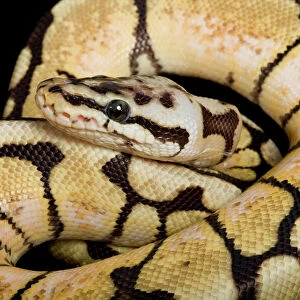 Python Collection: Related Images