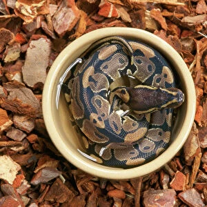 Royal / Ball Python - in water container