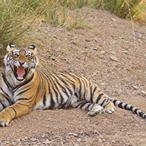 Royal Bengal Tiger yawning, Ranthambhor National Park, India