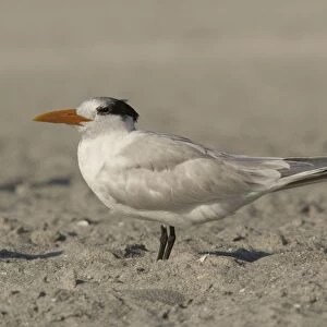Royal tern, non-breeding plumage