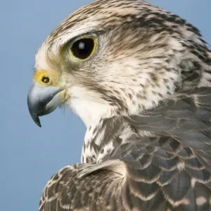 Saker Falcon Print - Close-up of a Saker Falcon's Head Saker Falcon Print - Close-up of a Saker Falcon's Head