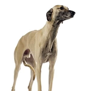 Saluki Dog - also known as the Royal Dog of Egypt and Persian Greyhound