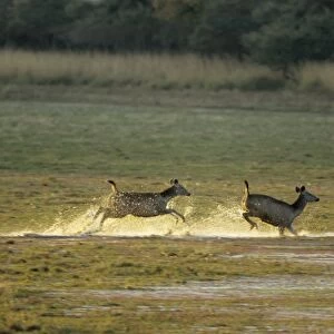 Sambar Deers running through water after alarm call, Ranthambhor National Park, India