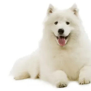 Samoyed Print - Lying Down LA-3466 Samoyed Print - Lying Down LA-3466