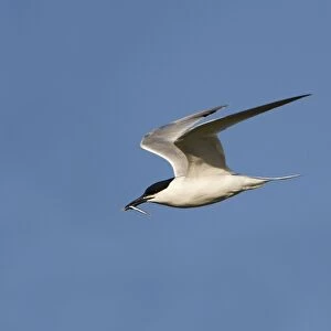 Sandwich Tern - in flight - carrying a fish in mouth